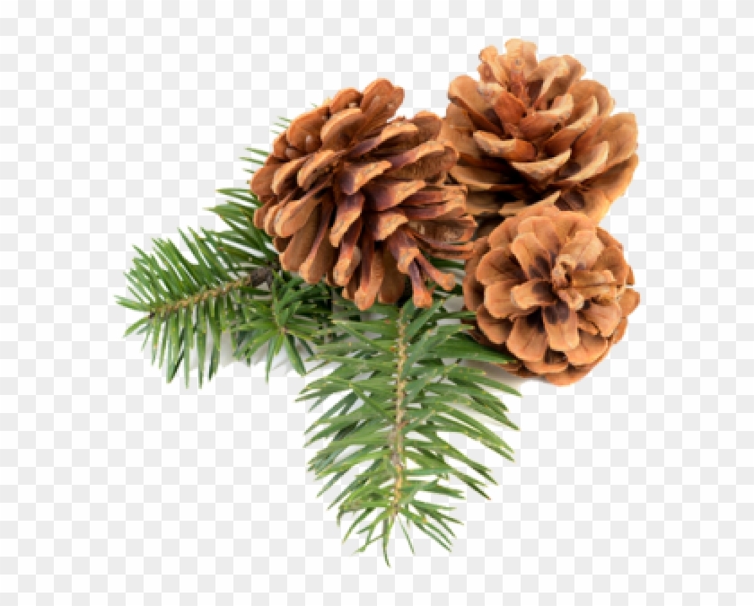 Pine Cone Icon Png Free 840x675 Pine Cone Icon Png Free