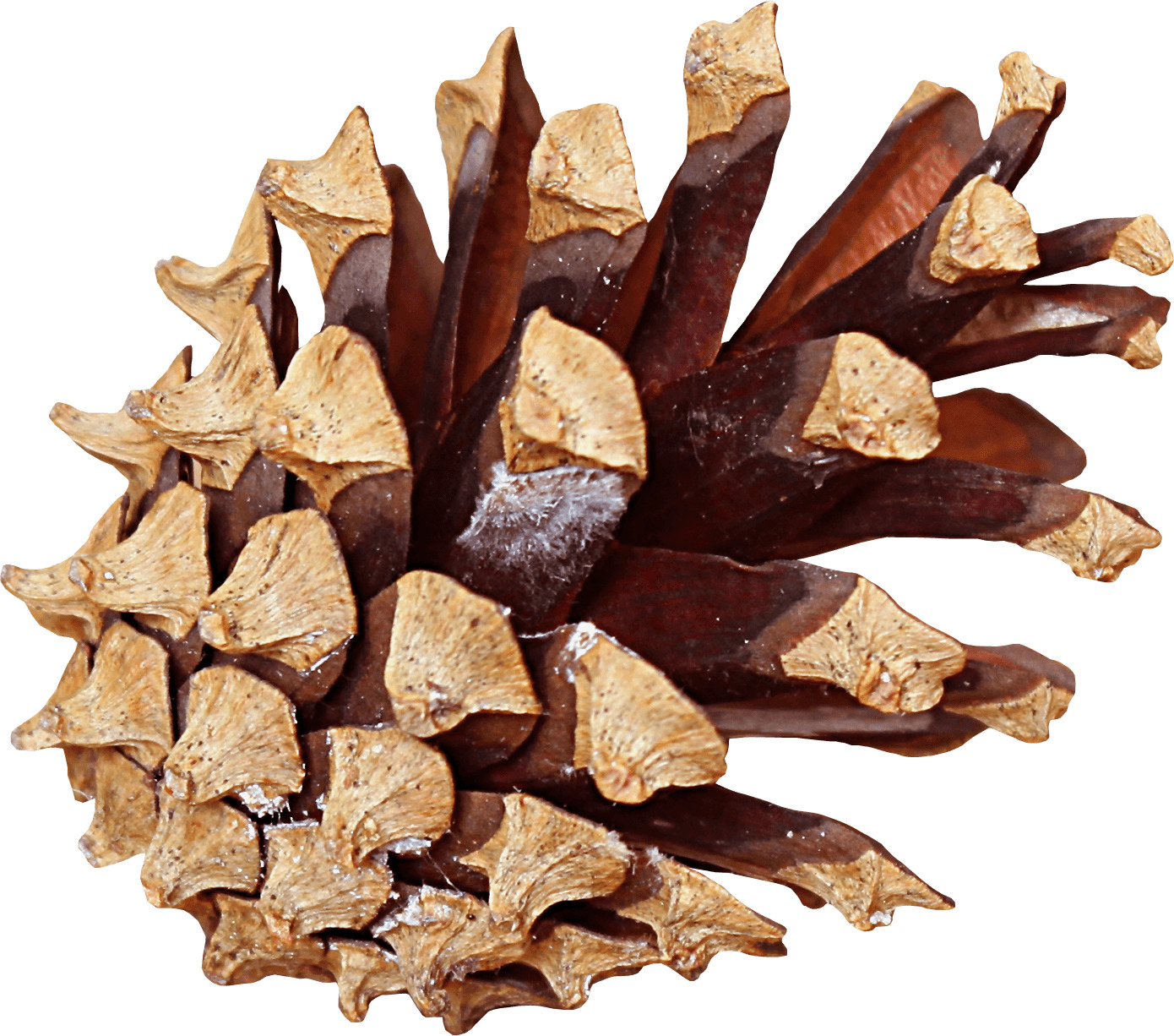 Pine Cone Side Icons Png 1390x1226 Pine Cone Side Icons Png