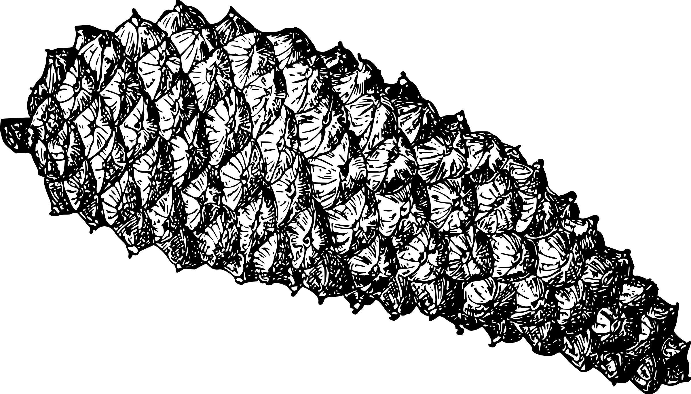 Pine Cone Icons Png 2400x1370 Pine Cone Icons Png