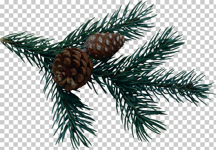 Conifer Cone Icon, Pine Cone Material Png Clipart Free Cliparts 728x506 Conifer Cone Icon, Pine Cone Material Png Clipart Free Cliparts