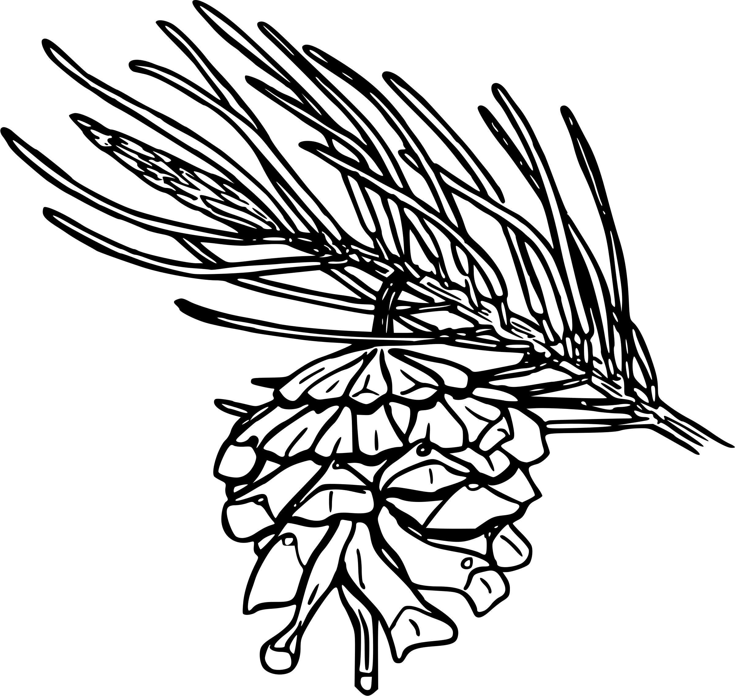 2400x2274 Single Leaf Pinyon Pine Icons Png