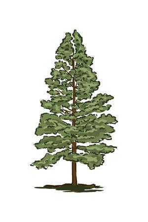 300x450 Pine Tree