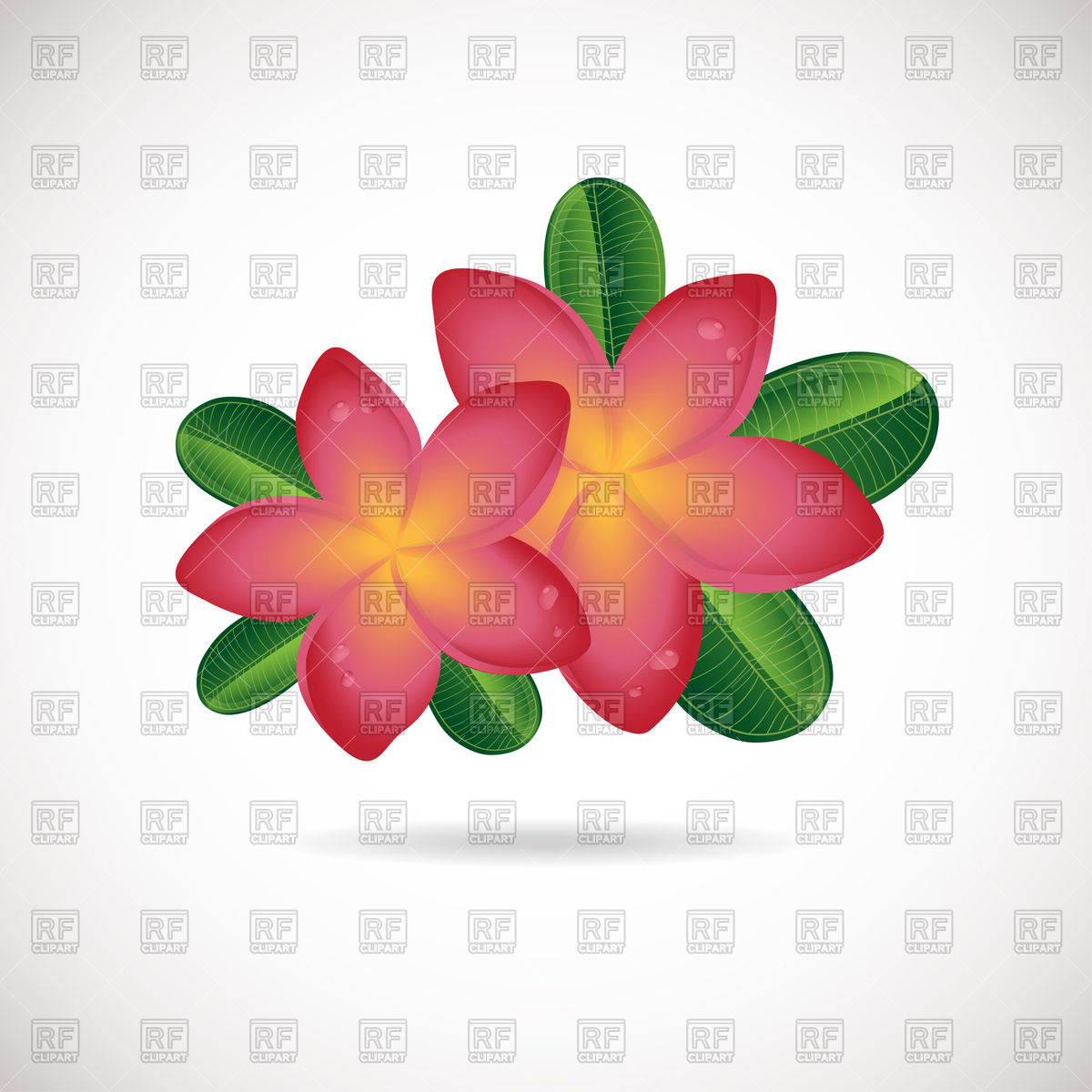 1200x1200 Pink Plumeria Flowers Icon Vector Image Of Plants And Animals