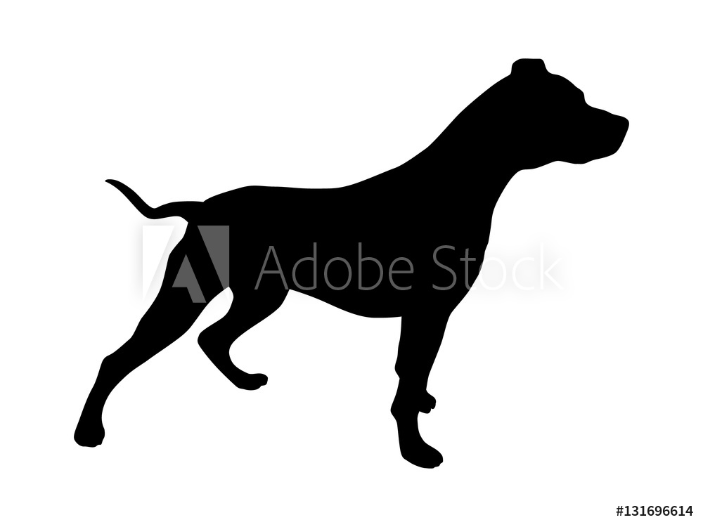 Fotografie, Obraz Pet Pitbull Pit Bull Terrier Dog Or Canine 1000x750 Fotografie, Obraz Pet Pitbull Pit Bull Terrier Dog Or Canine