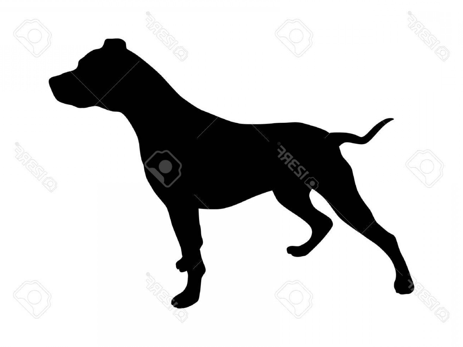 1560x1170 Photostock Vector Pet Pitbull Pit Bull Terrier Dog Or Canine Flat