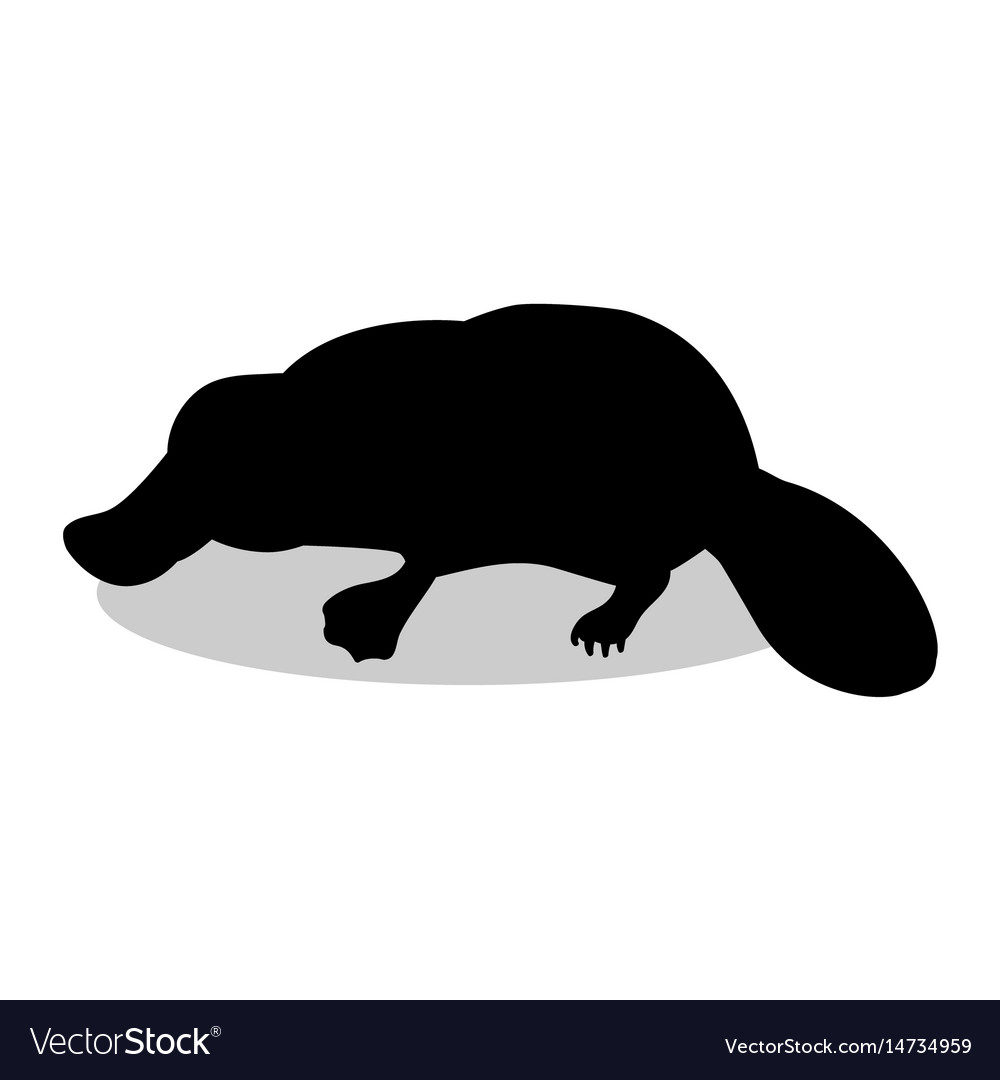 1000x1080 Collection Of 'platypus Silhouette' Download More Than Images