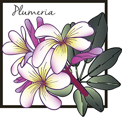 425x406 Pretty Plumeria Flower Watercolor Drawing Cartoon Icon