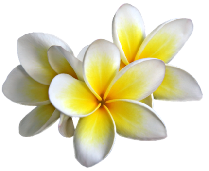430x352 Download Free Plumeria Transparent Image Icon Favicon Freepngimg
