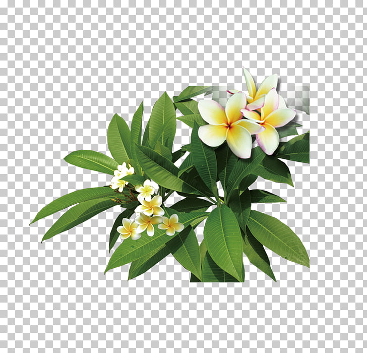 728x700 Frangipani Icon, Plant Plumeria, White And Yellow Plumeria Flowers