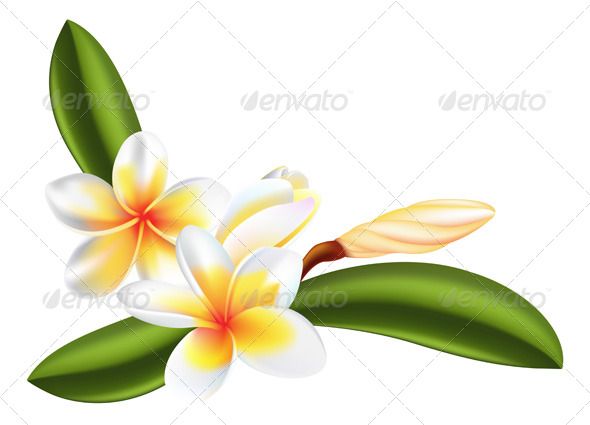590x425 Frangipani Or Plumeria Flower Tattoos Frangipani Tattoo