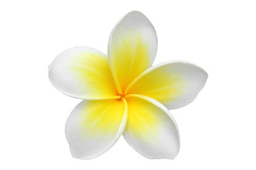 360x240 Plumeria Icon