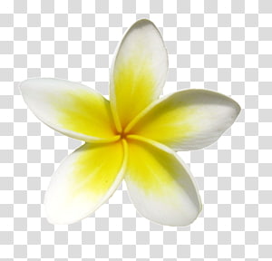 300x288 Plumeria Transparent Background Png Cliparts Free Download Hiclipart