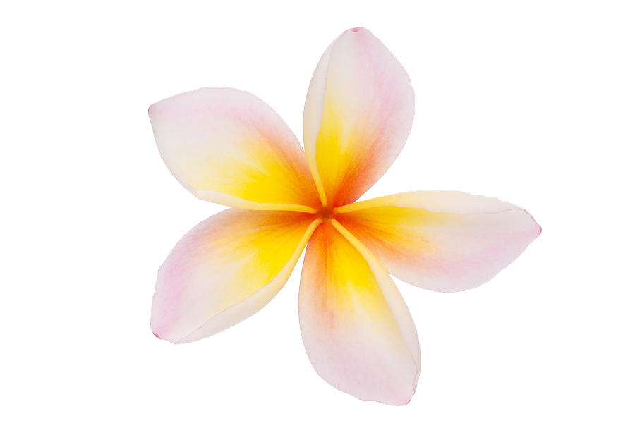 900x600 Download Free Plumeria Clipart Icon Favicon Freepngimg