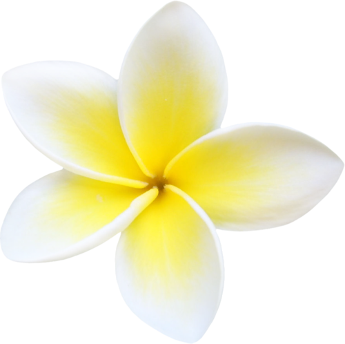 500x498 Download Free Plumeria Icon Favicon Freepngimg