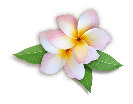 458x360 Download Free Plumeria Hd Icon Favicon Freepngimg