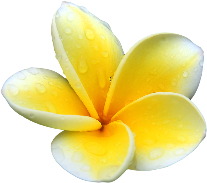 700x617 Download Free Plumeria Picture Icon Favicon Freepngimg