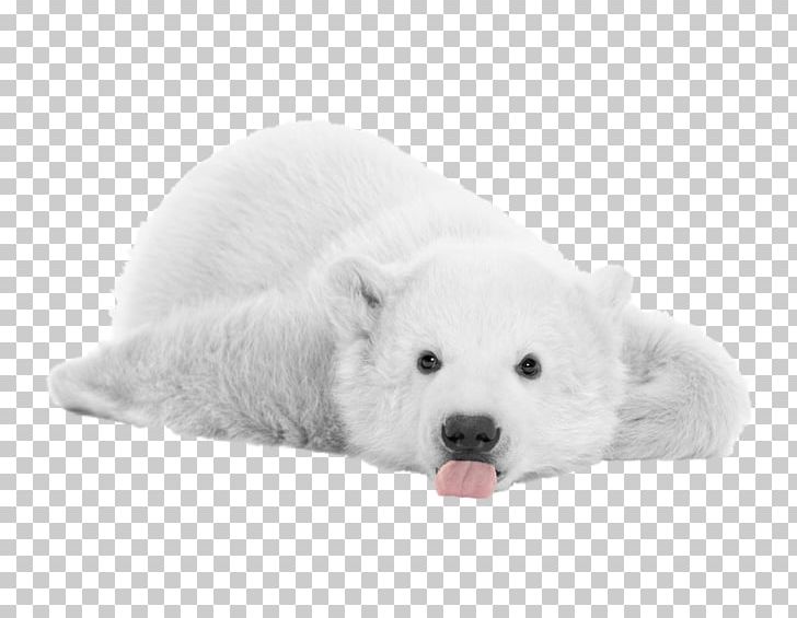 728x565 Polar Bear Icon Png, Clipart, Animals, Arctic, Arctic Elements