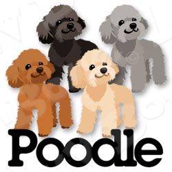 250x250 Pudel Poodle Drawing, Poodle, Poodle