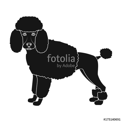 500x500 Poodle, Single Icon In Black Style Poodle, Vector Symbol Stock