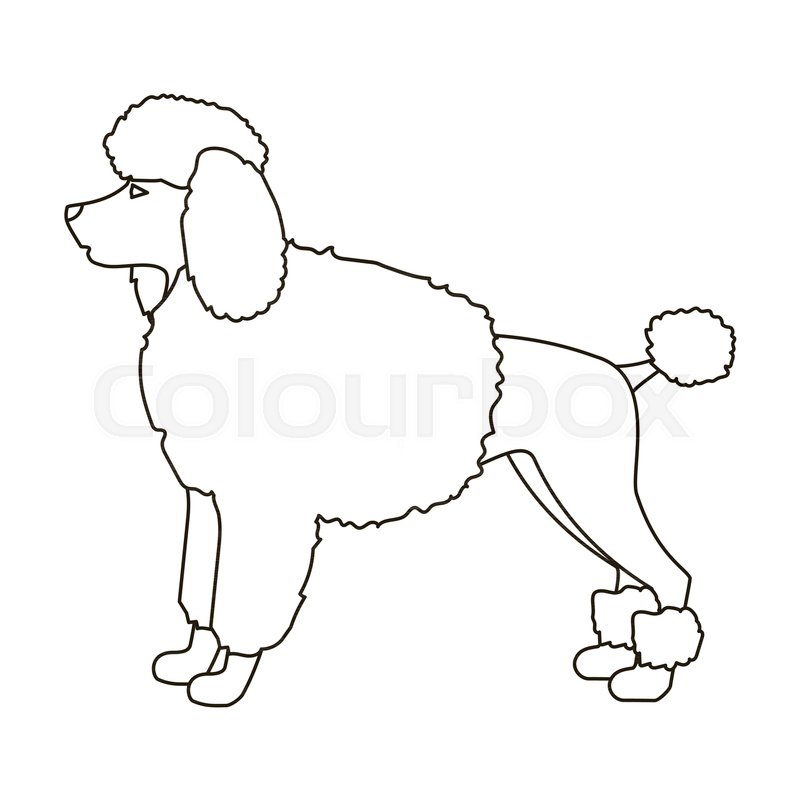 800x800 Poodle Icon In Outline Style Isolated Stock Vector Colourbox