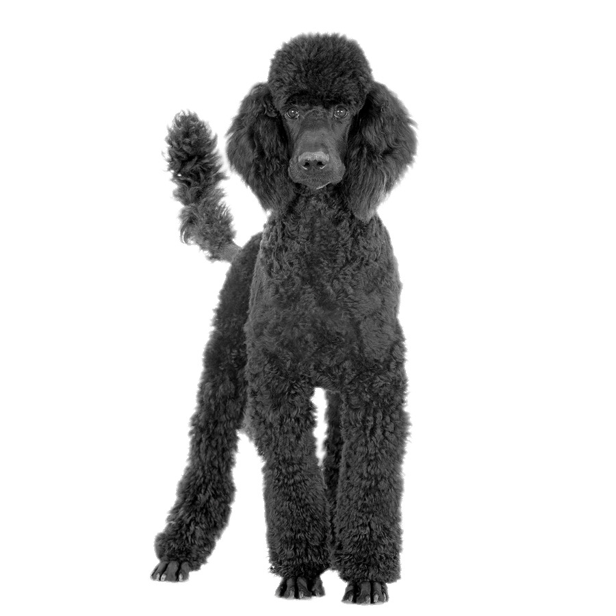 900x900 Black Poodle Icons Png