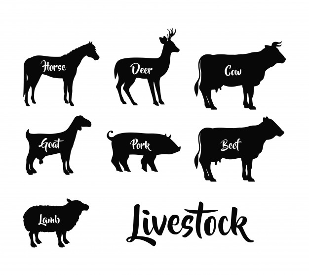 Horse Goat Deer Cow Beet Lamb And Pork Icon Vector Premium Download 626x556 Horse Goat Deer Cow Beet Lamb And Pork Icon Vector Premium Download