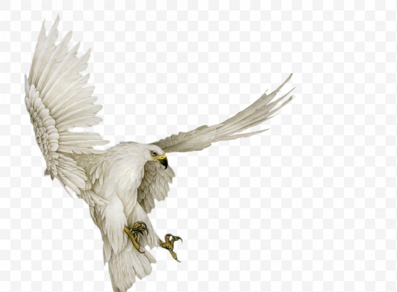 800x589 Owl Painting Icon, Png, Owl, Art, Beak, Bird, Bird