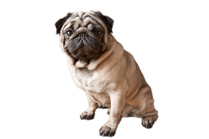 680x453 Sitting Pug Icons Png