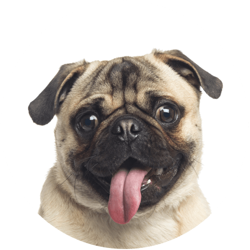 500x500 Pug Icon