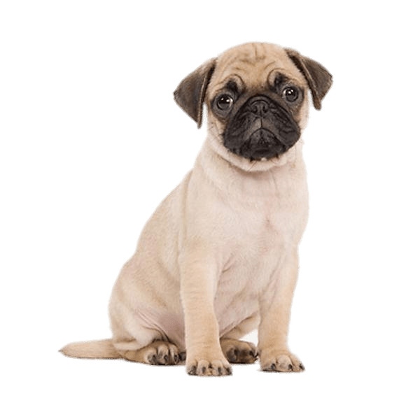 590x579 Cute Pug Puppy Icons Png