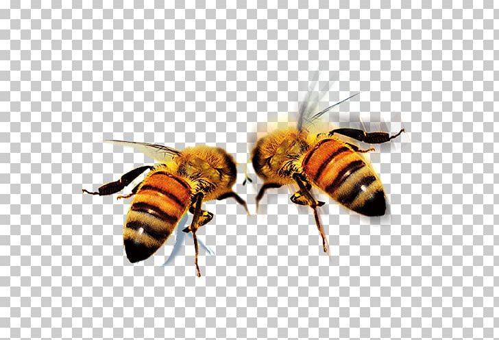 Apidae Queen Bee Icon Png, Clipart, Animal, Arthropod, Bee, Bee 728x496 Apidae Queen Bee Icon Png, Clipart, Animal, Arthropod, Bee, Bee