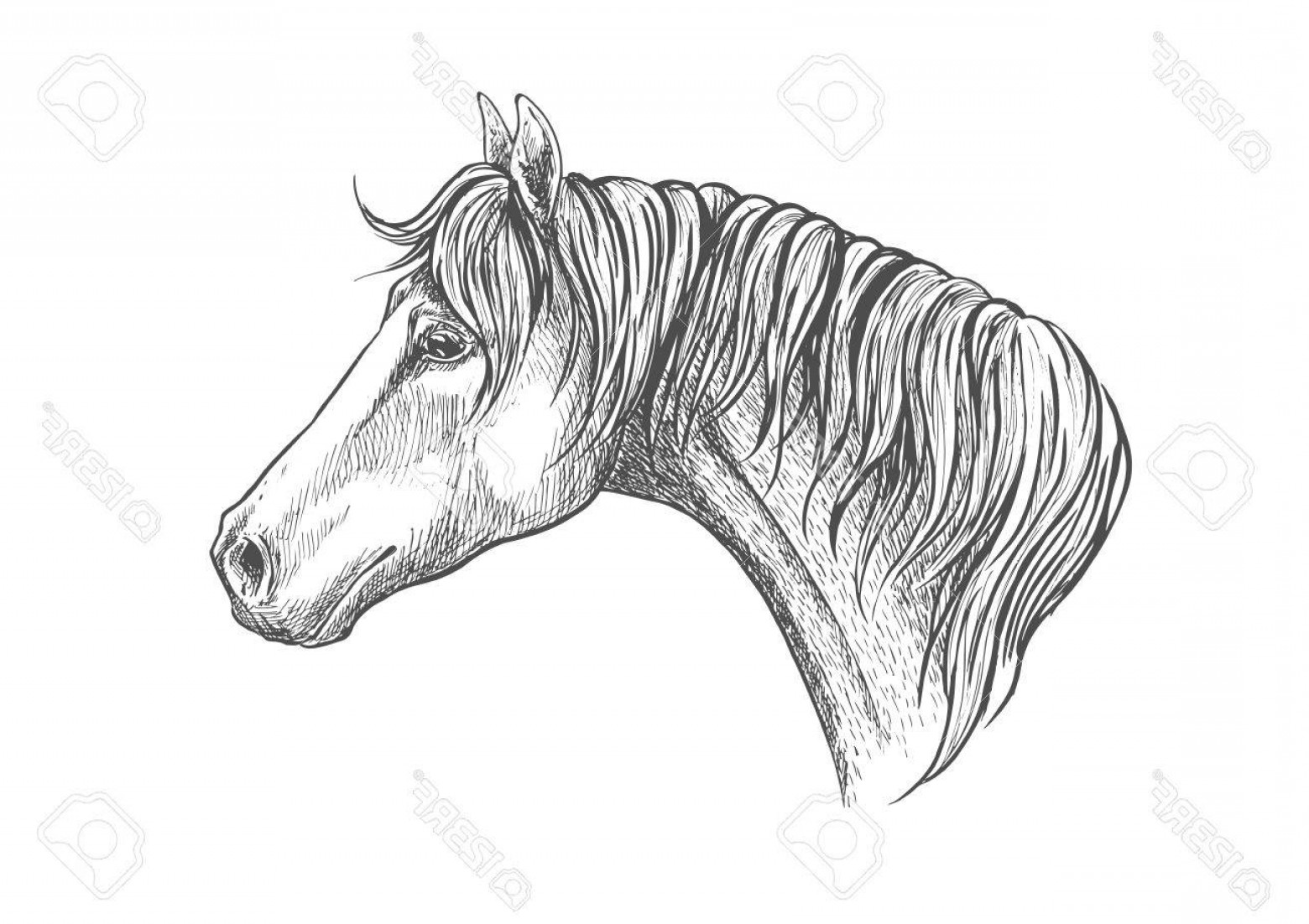 1560x1102 Quarter Horse Head Vector Studiogrfx