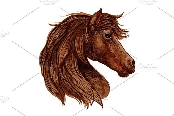 580x386 Brown Horse Head Sketch