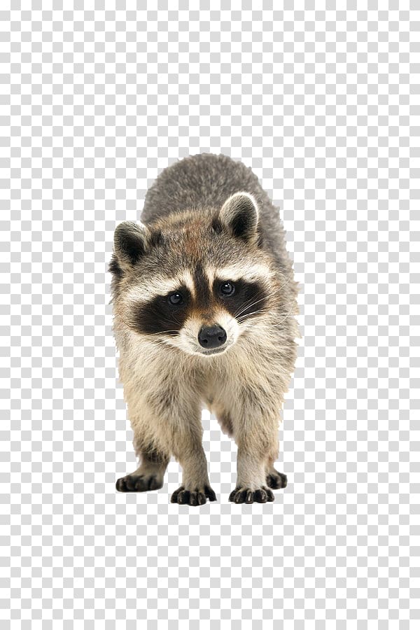 600x900 Raccoon Illustration, Raccoon Cuteness Icon, Raccoon Transparent