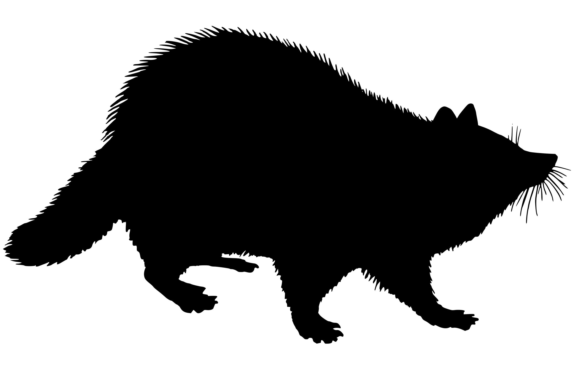 2400x1640 Racoon Silhouette Icons Png