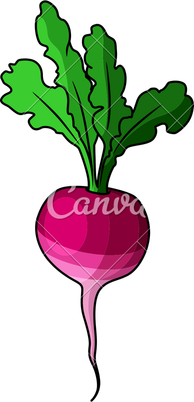 388x800 Radish Icon