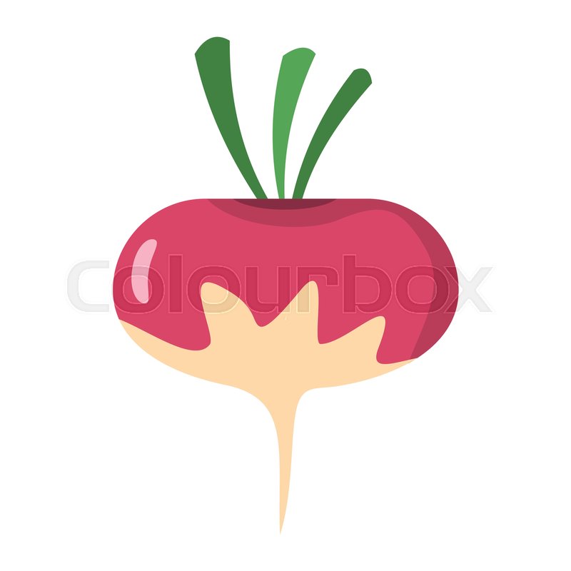 800x800 Radish Icon In Cartoon Flat Style Stock Vector Colourbox