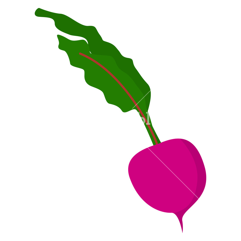 1000x1000 Radish Icon Flat Illustration Of Radish Vector Icon For Web
