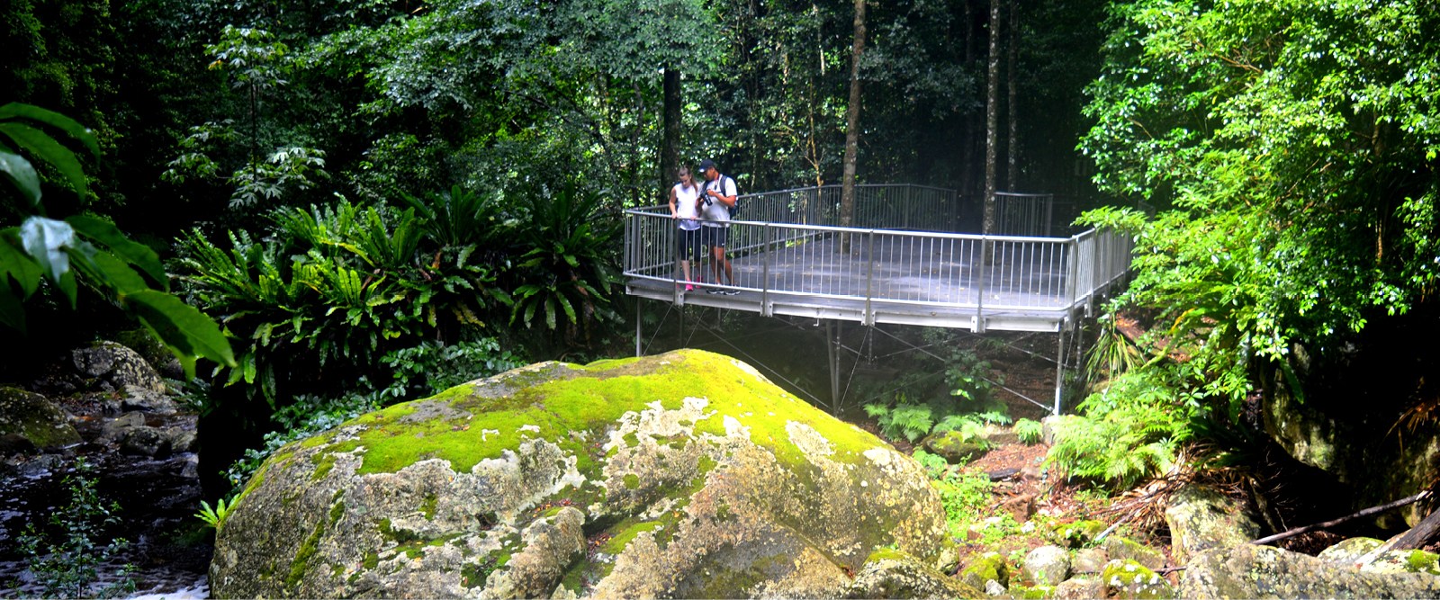 Minnamurra Rainforest Rainforest Icon Of The Nsw South Coast 1600x667 Minnamurra Rainforest Rainforest Icon Of The Nsw South Coast