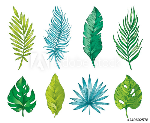Palm Tropical Leaf Branch, Hand Drawn Watercolor Set Exotic 500x410 Palm Tropical Leaf Branch, Hand Drawn Watercolor Set Exotic