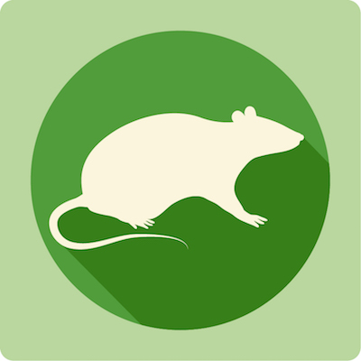 Rat Icon Clearfirst Pest Control 400x400 Rat Icon Clearfirst Pest Control