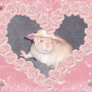 Rat Icons Tumblr 312x312 Rat Icons Tumblr