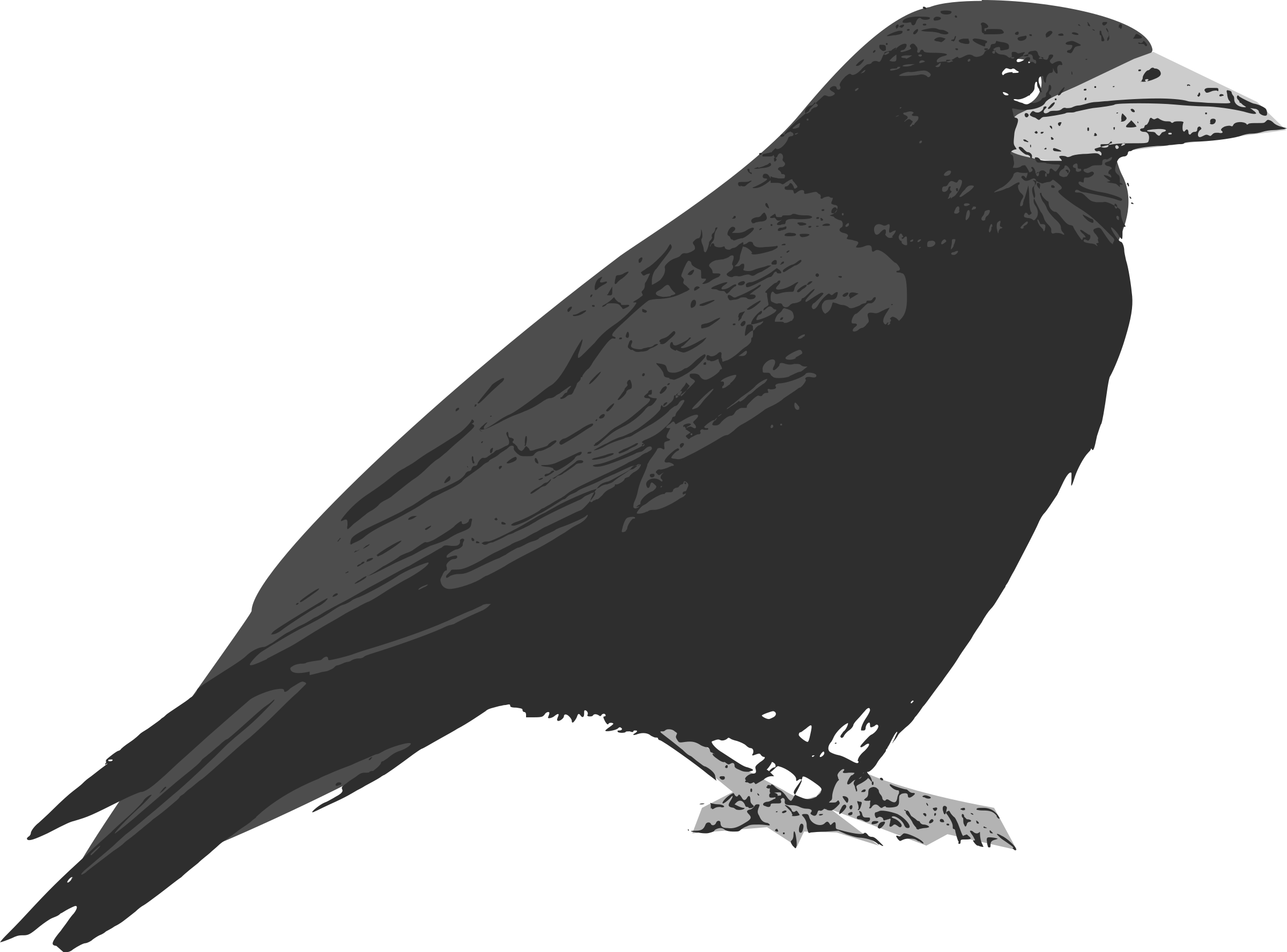 2400x1777 Raven Icons Png