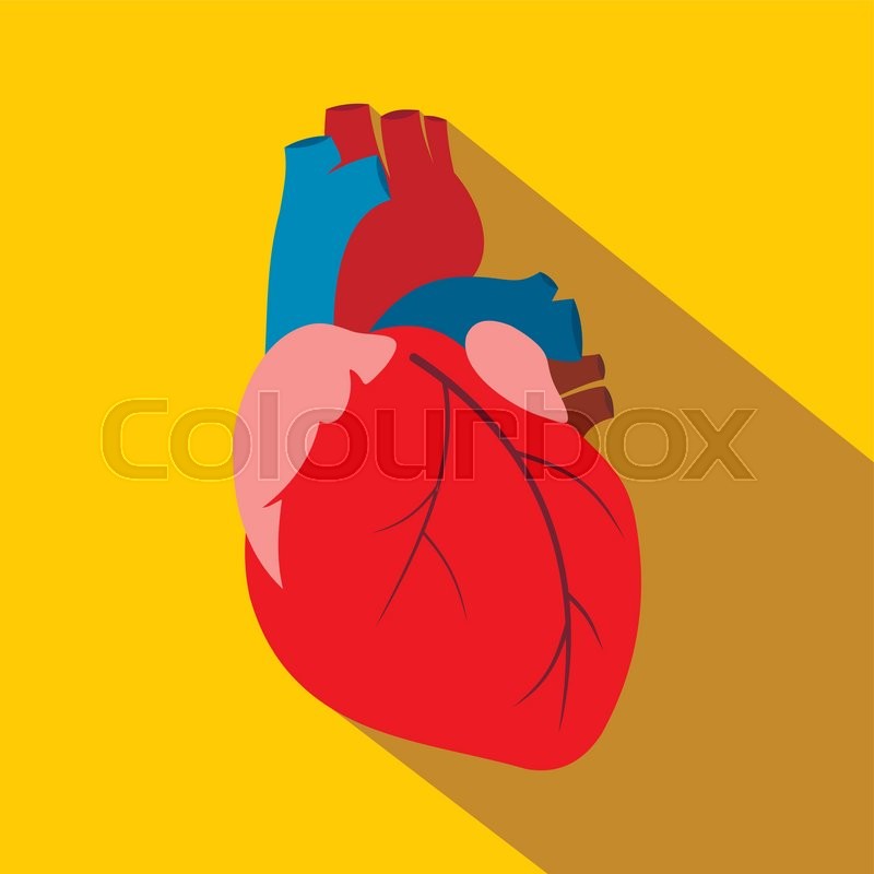 800x800 Human Heart Flat Icon For Web And Stock Vector Colourbox