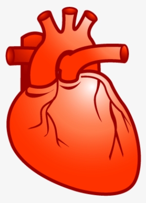 300x416 Real Heart Png, Transparent Real Heart Png Image Free Download