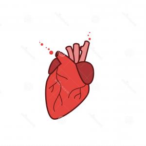 300x300 Stock Photo Real Human Heart In Flat Style Vector Object Catchsplace
