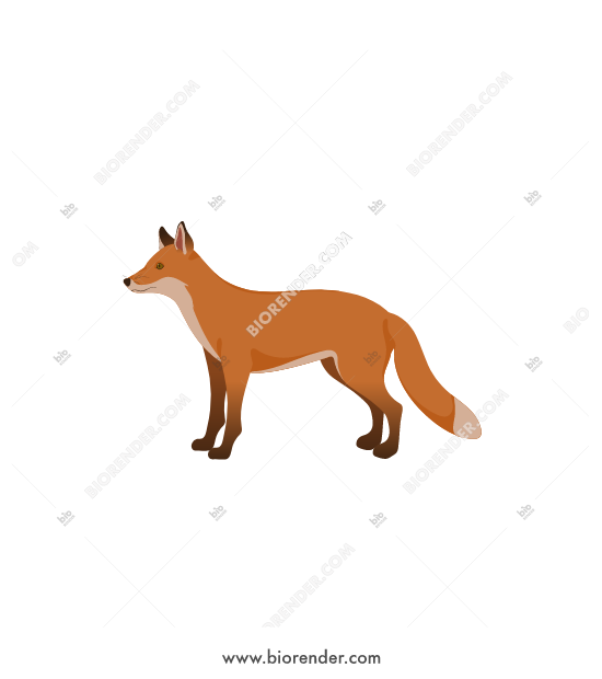 550x620 Biorender Red Fox