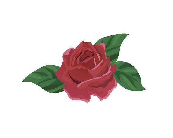 570x455 Red Rose Clipart
