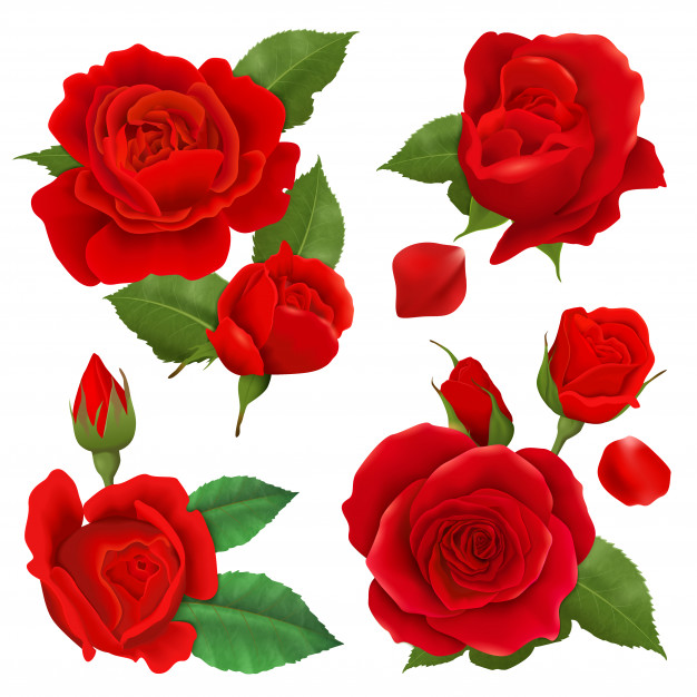 626x626 Realistic Rose Flower Icon Set Vector Free Download