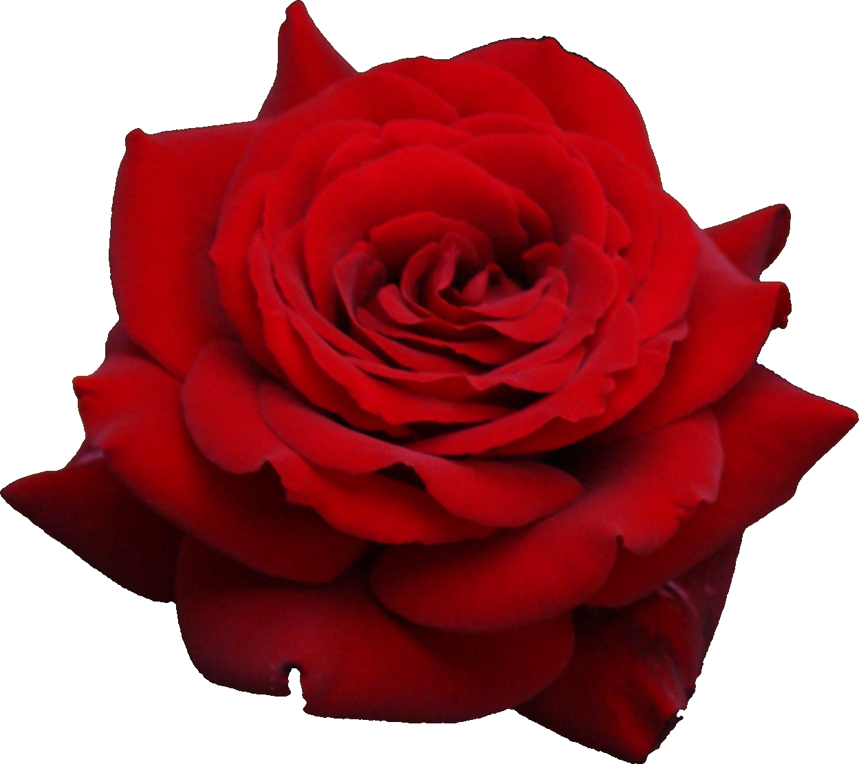 1249x1110 Red Rose Png